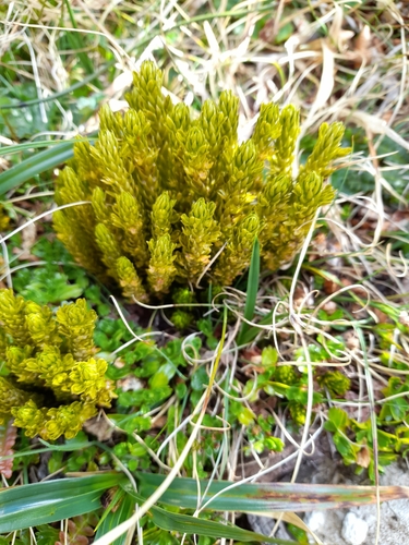Fir clubmoss (Huperzia fuegiana)