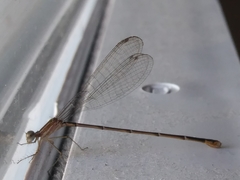 Nehalennia pallidula