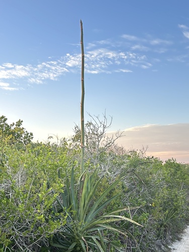 Foto de Sisal