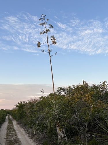 Foto de Sisal