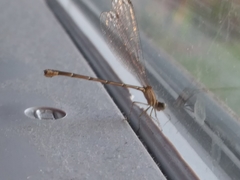 Nehalennia pallidula