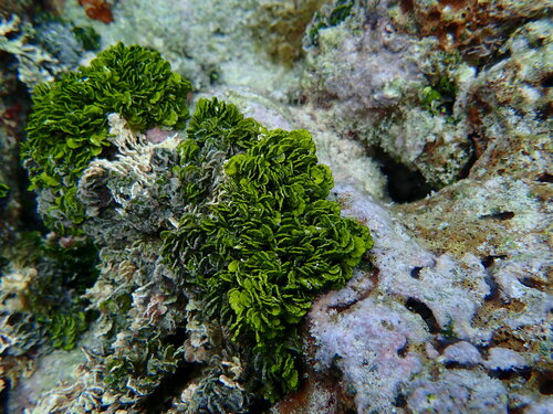 Halimeda opuntia observed 2024-01-03