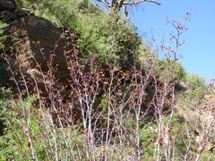 Cercis occidentalis