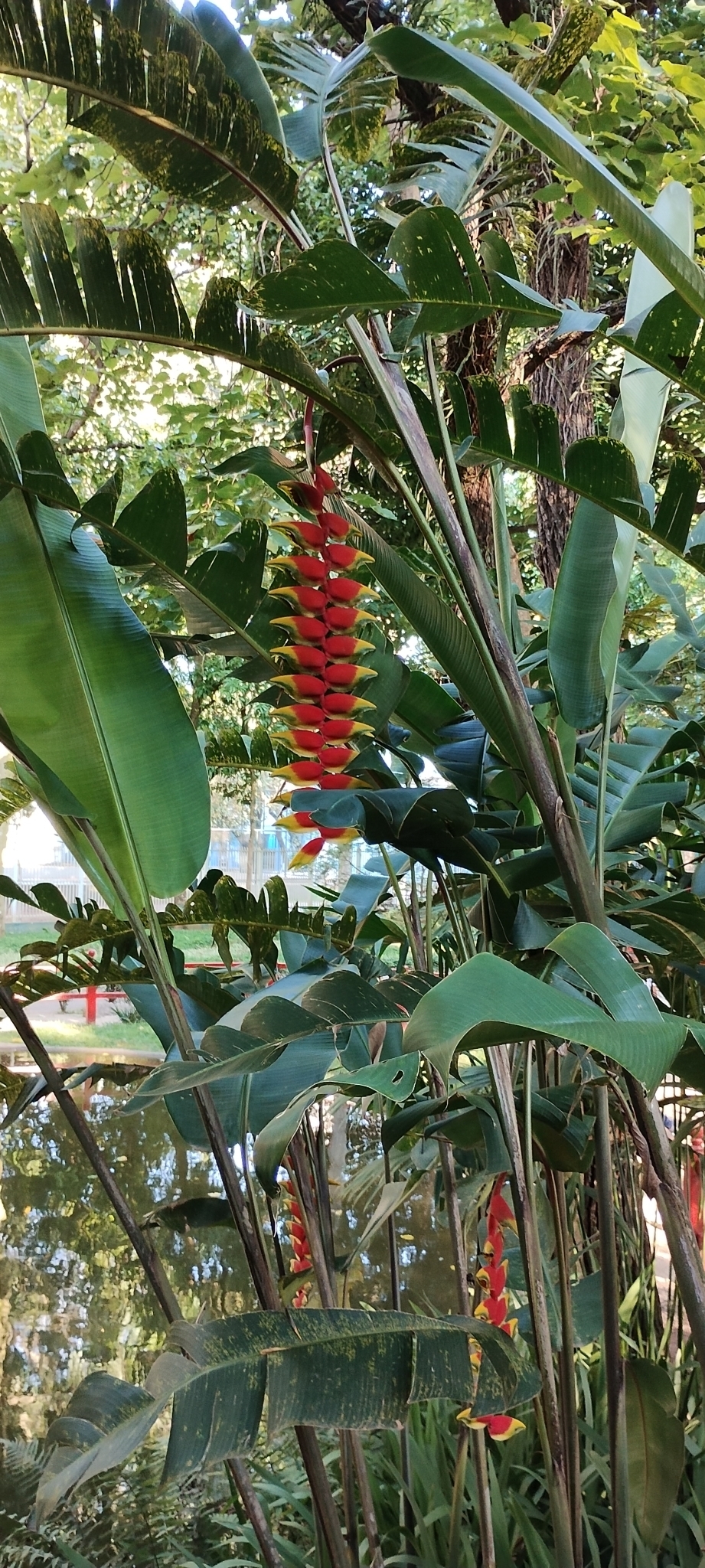 Imagem de Bananeira-de-jardim