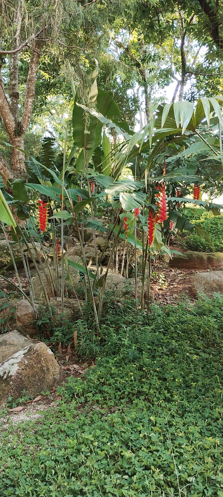 Imagem de Bananeira-de-jardim