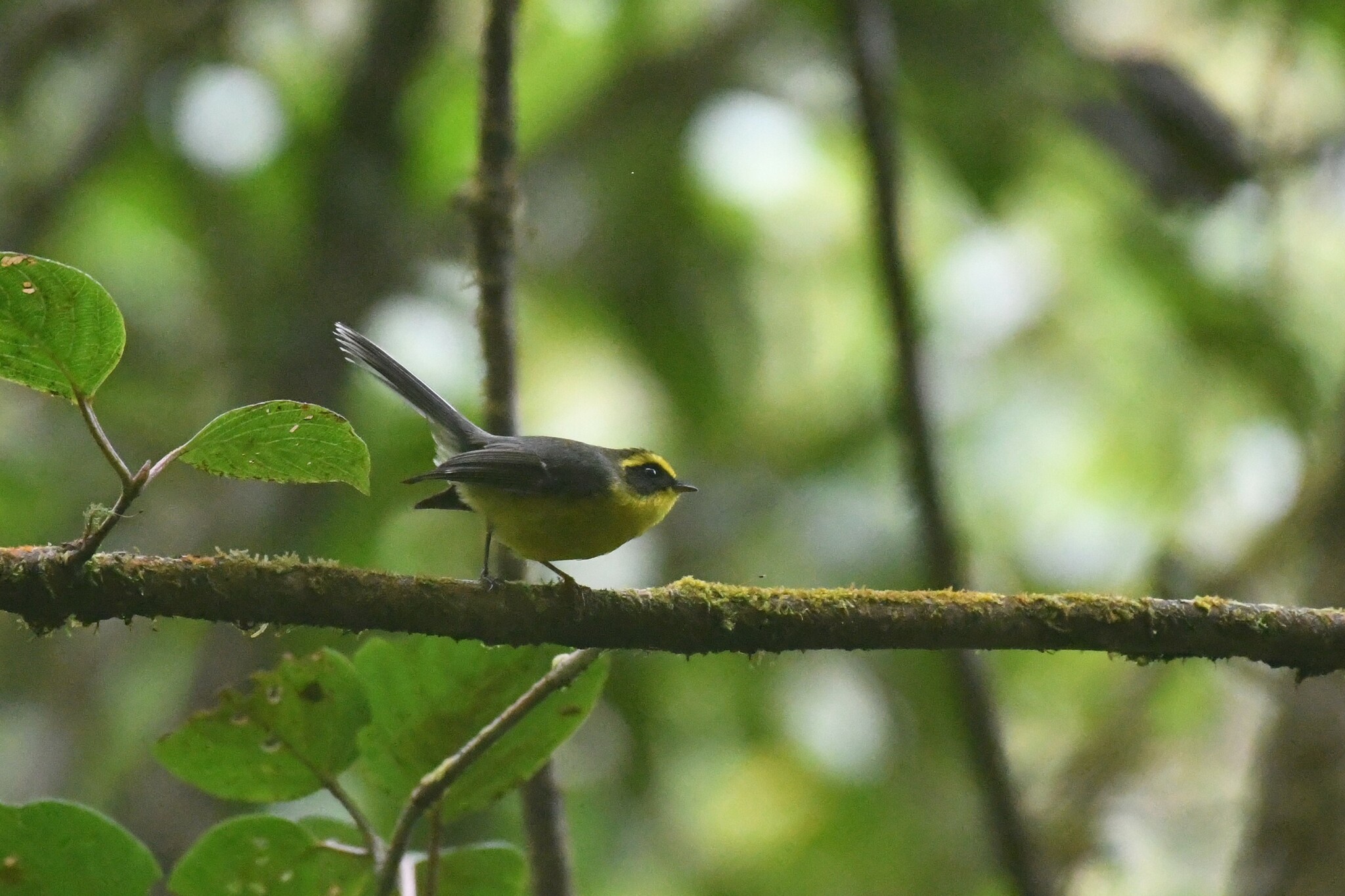 Yellow-bellied Fantail