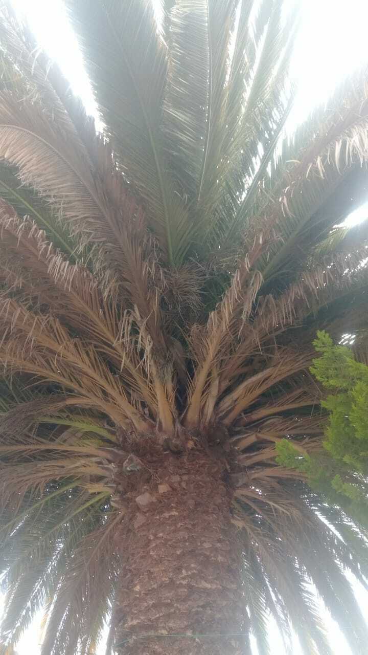 Imagem de Palmeira-das-canárias