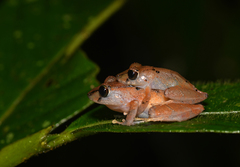 Pristimantis kichwarum