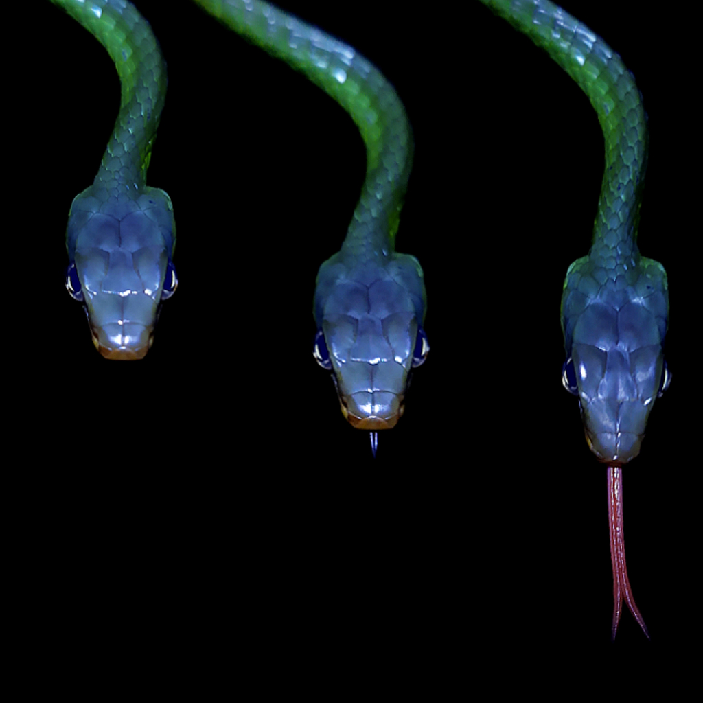 Colubrine Snakes