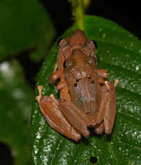 Pristimantis kichwarum