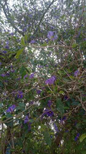 Foto de Mirtilo-azul