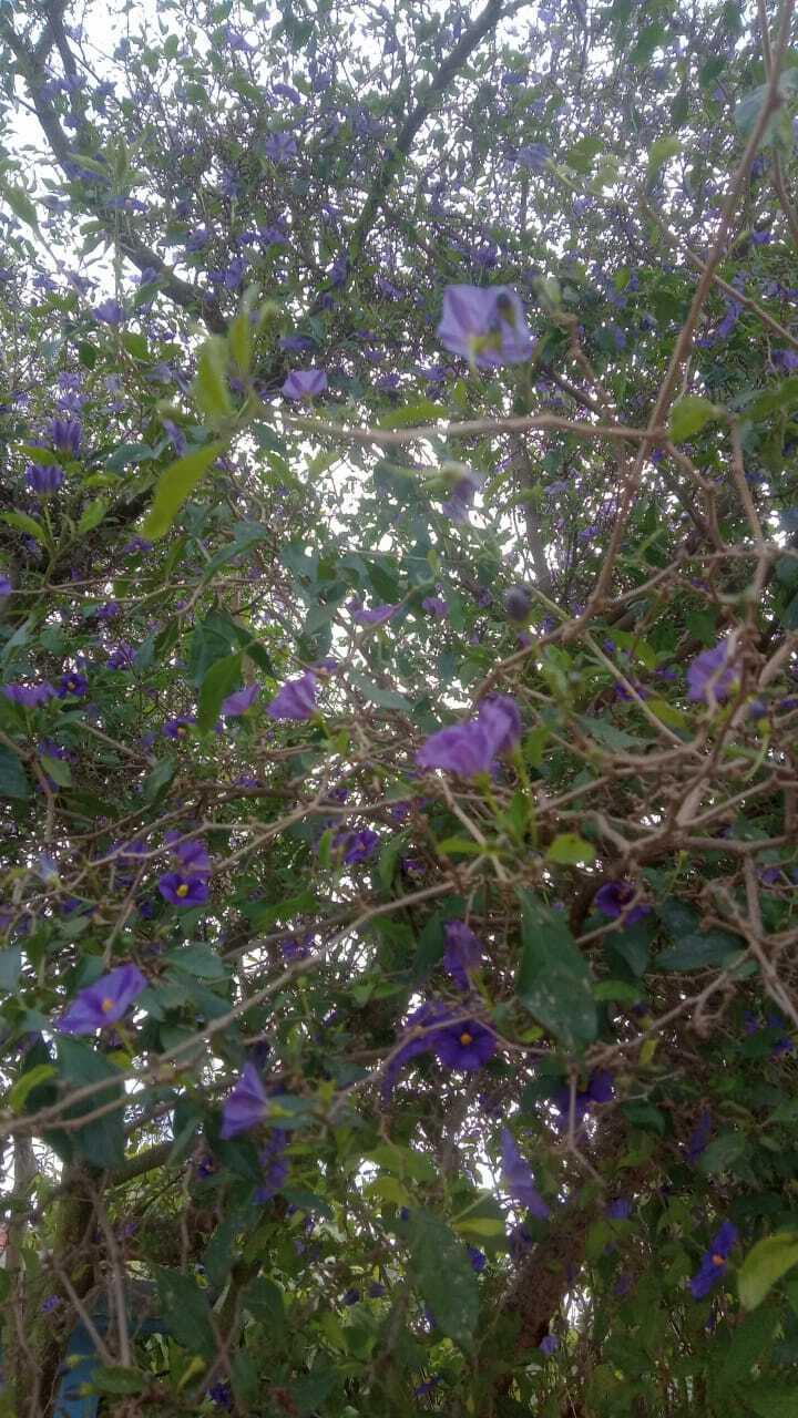 Imagem de Mirtilo-azul