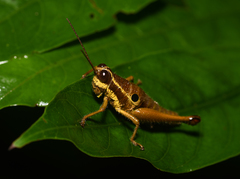 Ommatolampis perspicillata