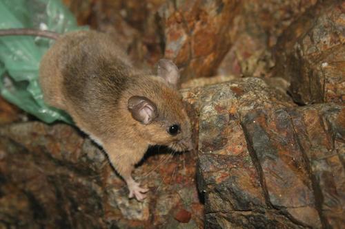 Tres Marias Island Mouse