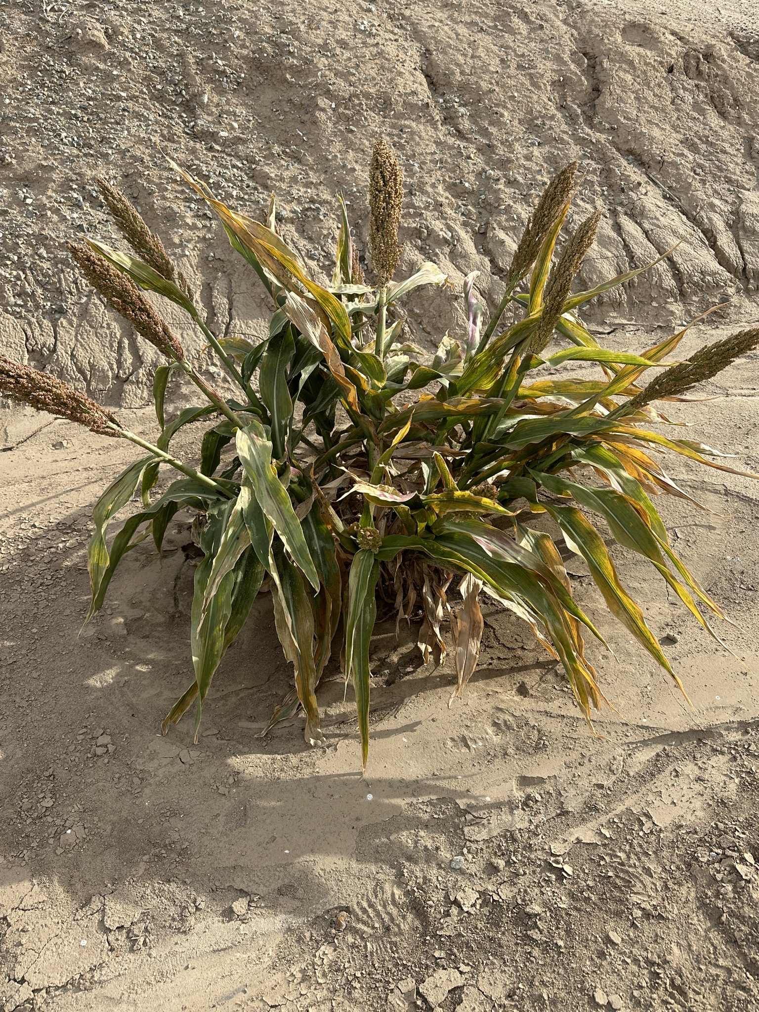 Imagem de Sorgo