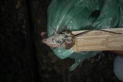 Peromyscus madrensis