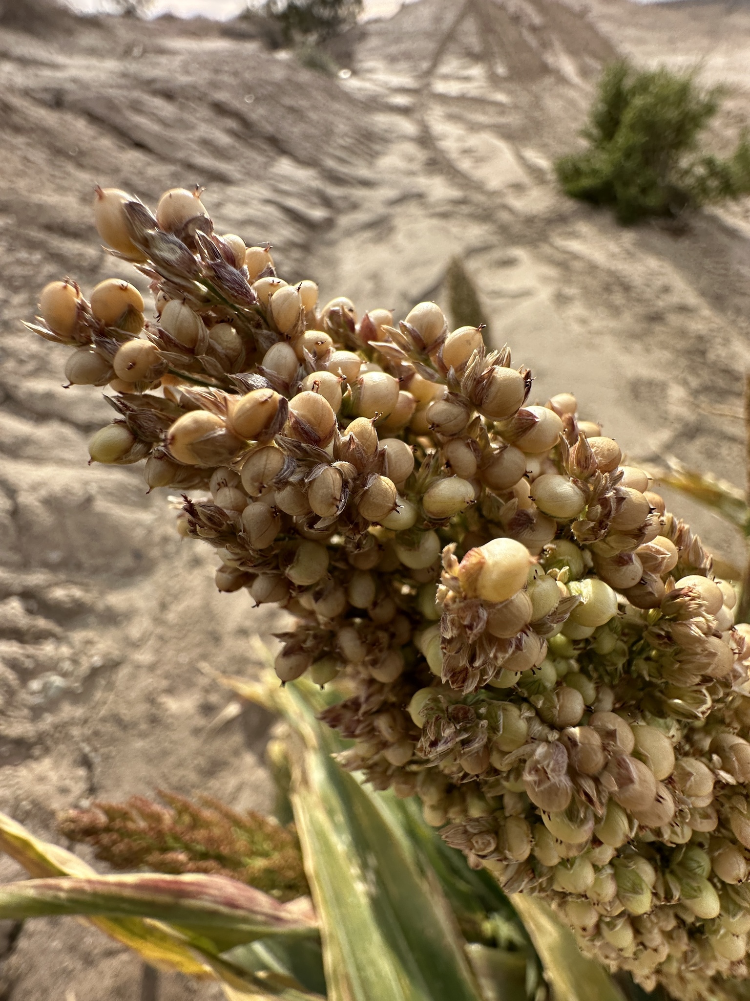 Imagem de Sorgo