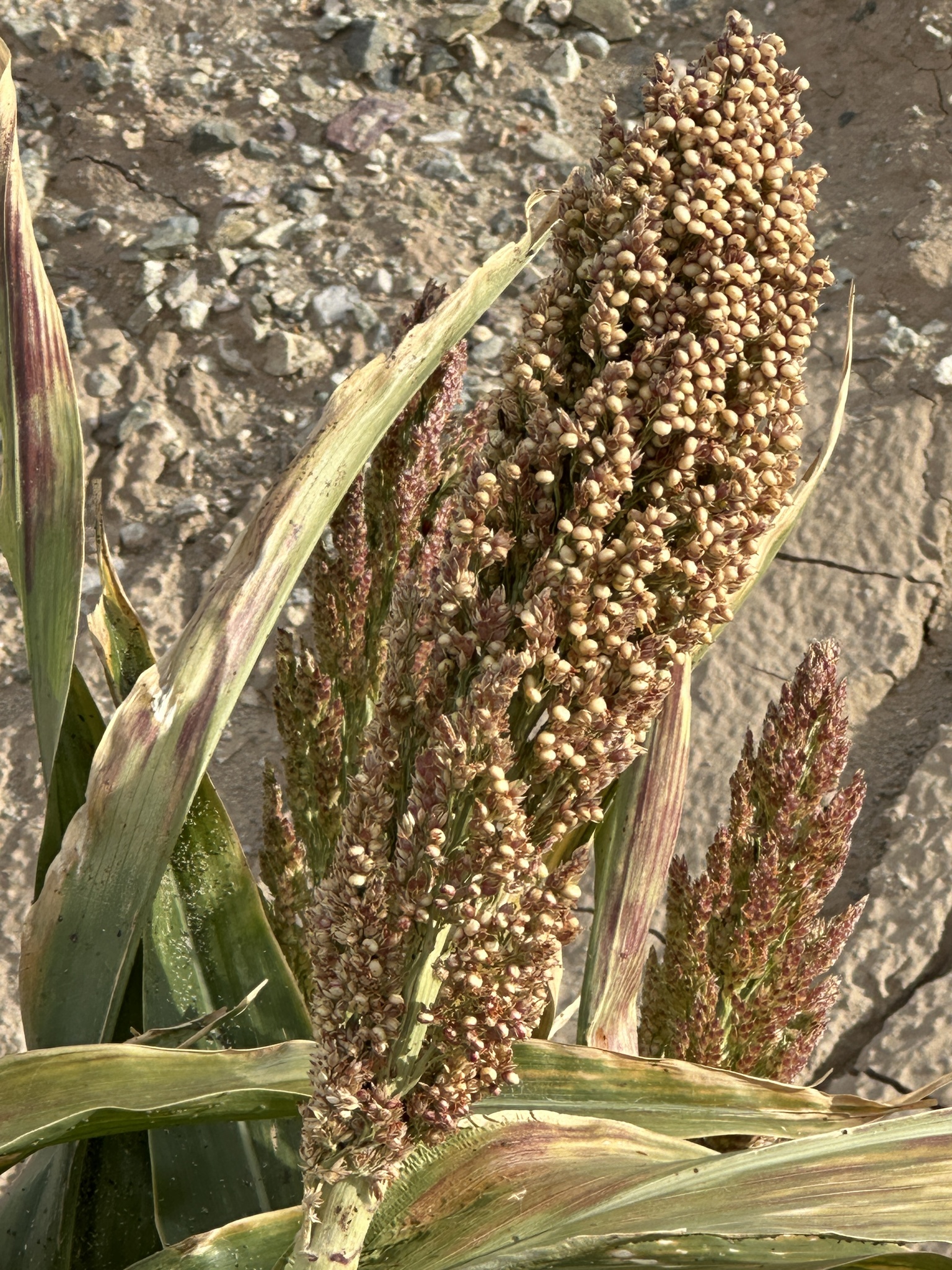 Imagem de Sorgo