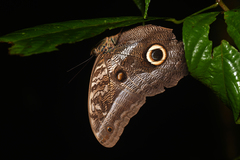 Caligo euphorbus