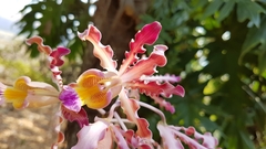 Myrmecophila tibicinis