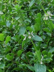 Stachys ocymastrum