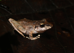 Pristimantis lanthanites