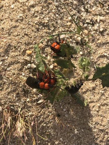 Master Blister Beetle