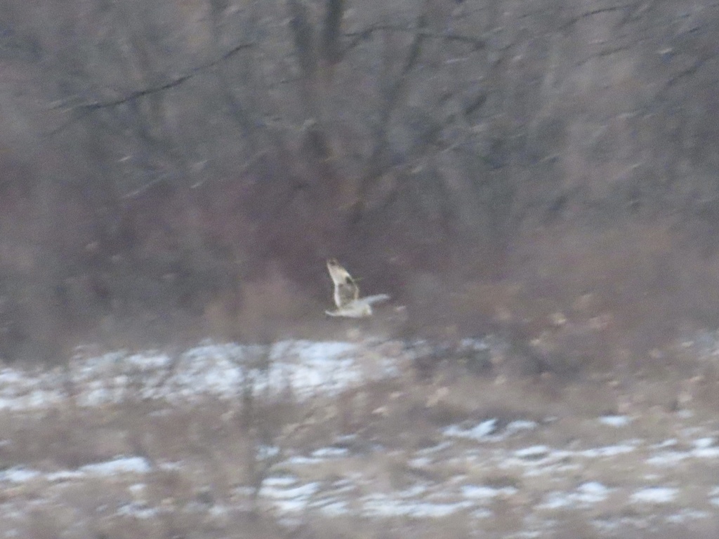 Short Eared Owl In January 2024 By Josh Emm INaturalist   Large 