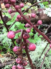Pyrola aphylla