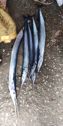 ハマダツ