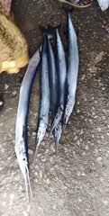 ハマダツ