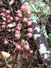 Pyrola aphylla