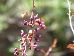 Cercis occidentalis