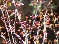 Cercis occidentalis