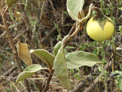 Solanum incanum