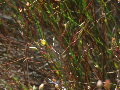 Image of Crocanthemum aldersonii by no rights reserved