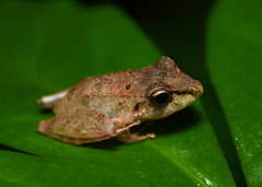 Pristimantis lanthanites