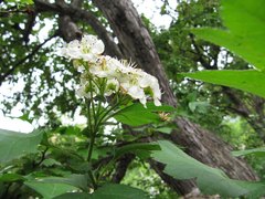 Crataegus dahurica