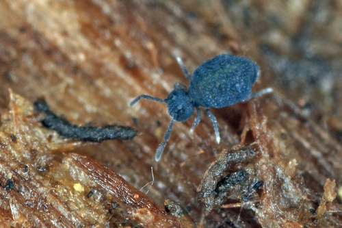 Sminthurinus lawrencei