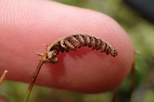 Image of Comb Fern (Schizaea fistulosa) by (c) Oscar Dove, some rights reserved (CC BY)