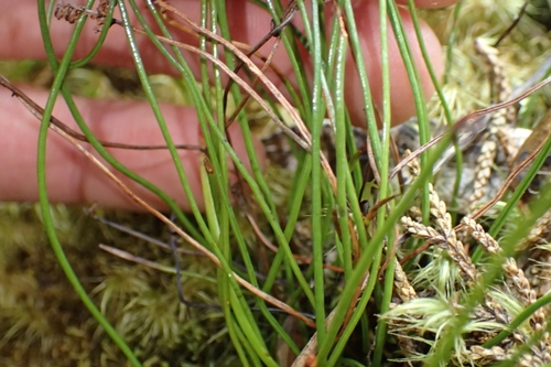 Image of Comb Fern (Schizaea fistulosa) by (c) Oscar Dove, some rights reserved (CC BY)