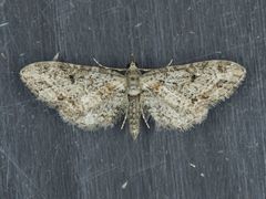 Eupithecia rotundopuncta