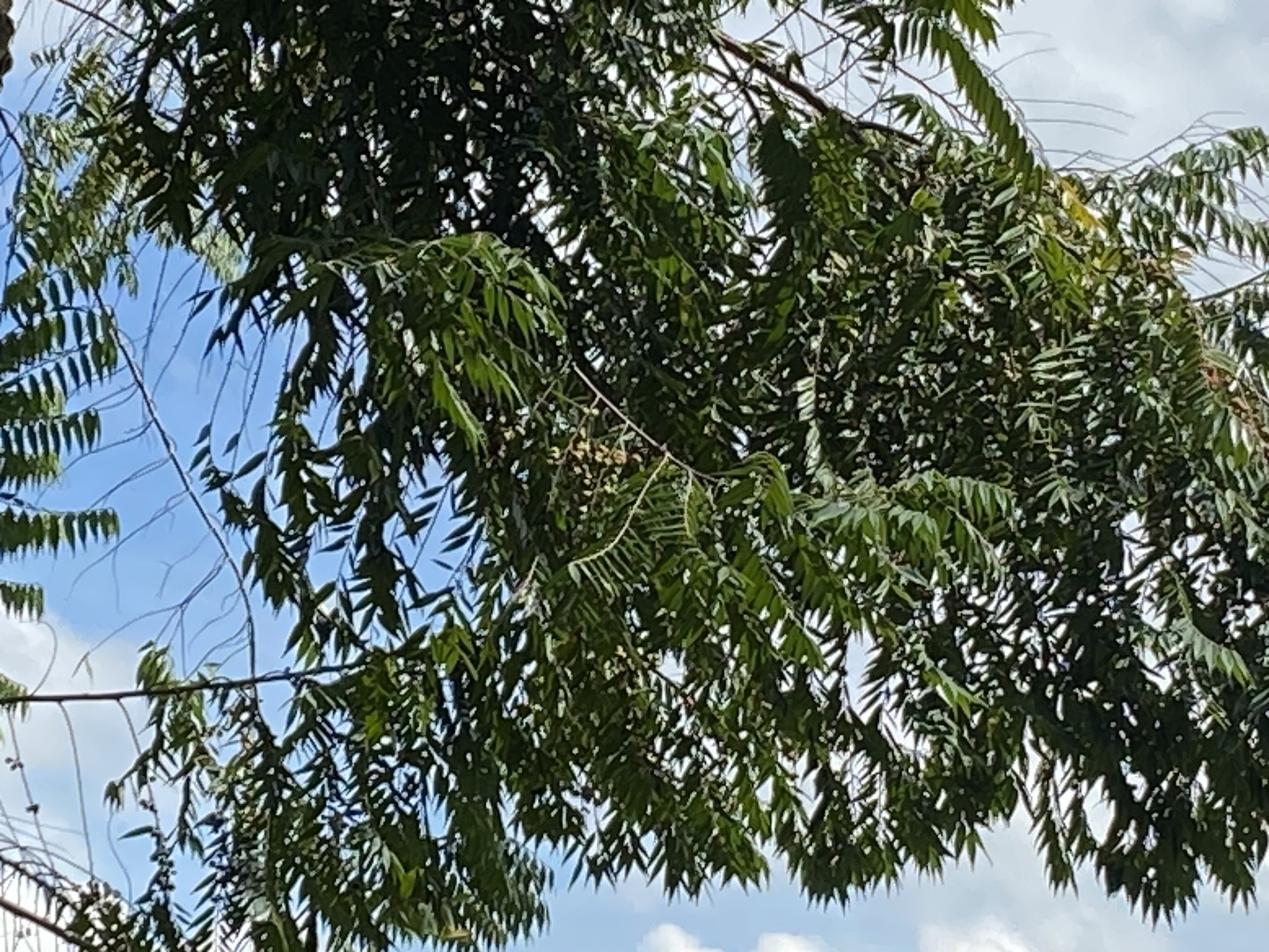 Imagem de Pindaíba-do-brejo