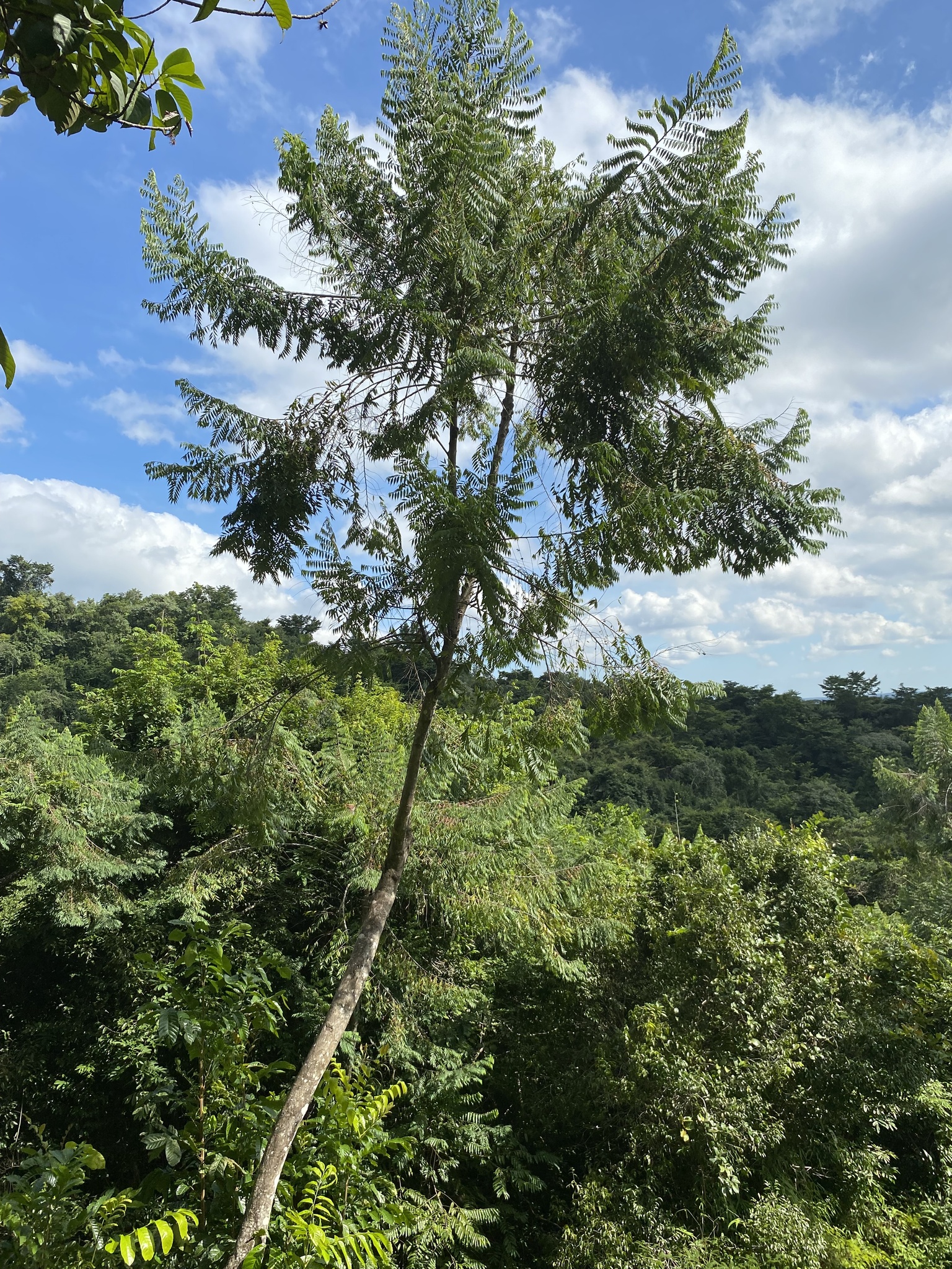 Imagem de Pindaíba-do-brejo