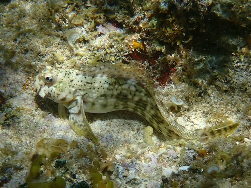 Tessellated blenny (Entomacrodus decussatus) — Blenniidae — 5