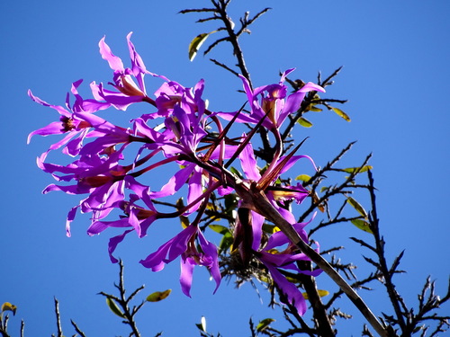Laelia superbiens, photograph 5