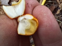 Amanita flavoconia image