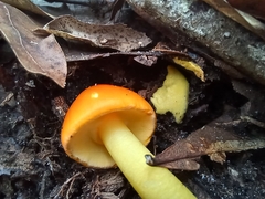 Amanita flavoconia image