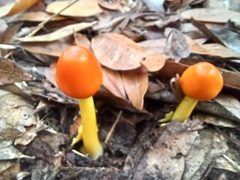Amanita flavoconia image