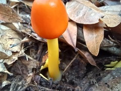 Amanita flavoconia image